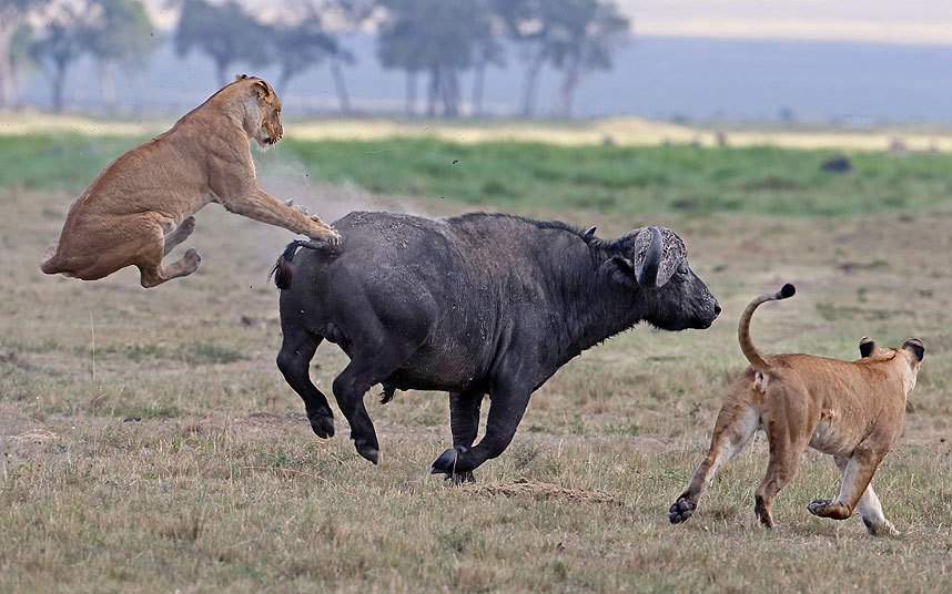 Su tu tom duoi trau vao top anh dong vat an tuong nhat tuan hinh anh