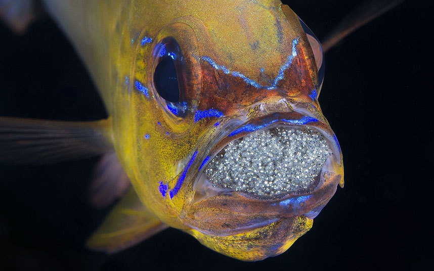 Hàng trăm trứng cá bạc sáng lấp lánh nằm trong miệng của cá sơn biển cha (cardinalfish). Những con cá sơn đực thường phát sáng trong bóng tối. Nhiếp ảnh gia Marcello Di Francesco, 39 tuổi, ghi lại cảnh tượng thú vị trong chuyến hành trình xung quanh các đảo của Philippines.  Ảnh: HotSpot media