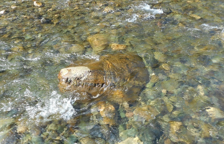 Thằn lằn đầu cá sấu là loài bò sát sống dưới nước. Ành: Itar-Tass