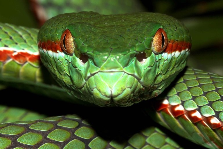 10 loai ran hiem nhat hanh tinh sap tuyet chung hinh anh