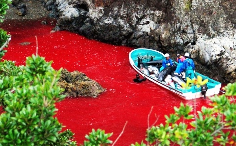 Phim tai lieu ve cuoc tan sat ca heo tai Nhat Ban hinh anh