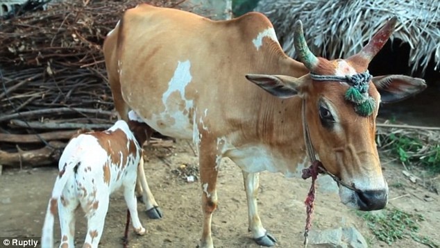 Bê con quấn quýt quanh bò mẹ. Ảnh: Ruptly