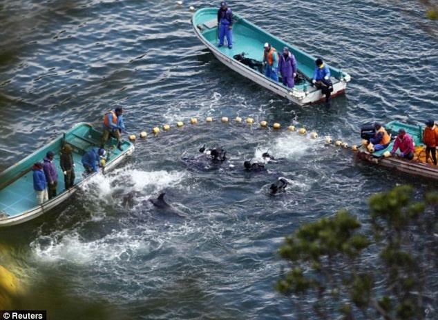 10 ngư dân trên 3 con thuyền quăng lưới bắt cá. “Đàn cá heo vũng vẫy trong cuộc chiến với các gã thợ săn đến hơi thở cuối cùng”, một người phát ngôn của Sea Shepherd mô tả. Ảnh: Reuters