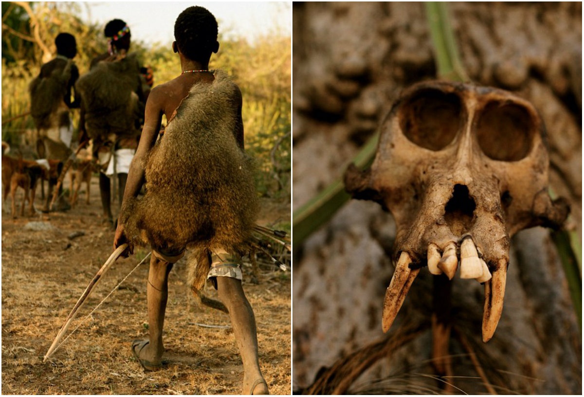 Người dân bộ tộc Hadza mặc áo choàng làm từ da khỉ đầu chó như một cách chứng minh khả năng săn bắt (ảnh trái). Một hộp sọ của khỉ đầu chó (ảnh phải).