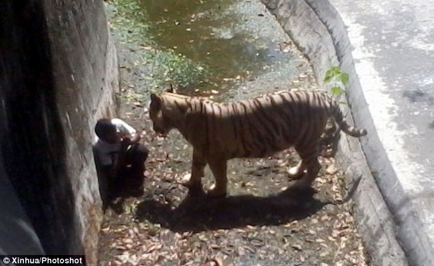“Khoảng 13h30, chúng tôi nghe thấy tiếng la hét rất lớn và trông thấy một con hổ trắng vồ và cắn vào cổ nam thanh niên. Anh ta đã quằn quại trong đau đớn, hai tay ôm đầu khi vật lộn với con hổ trong 10 – 15 phút”, một nhân chứng nói với kênh CNN-IBN.