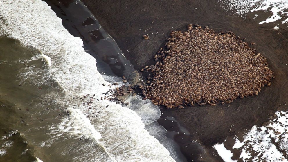 Hang chuc nghin hai ma chay nan vi bang tan hinh anh