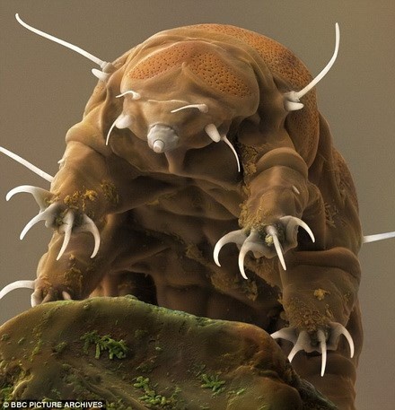 Gấu nướclà sinh vật rất quý hiếm. Gấu nước có thể sống đến 200 năm, trong những môi trường khắc nghiệt nhất trên trái đất