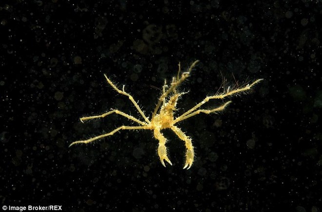 Cua nhện thường xuất hiện dọc theo bờ biển phía Tây và Nam của Vương quốc Anh 