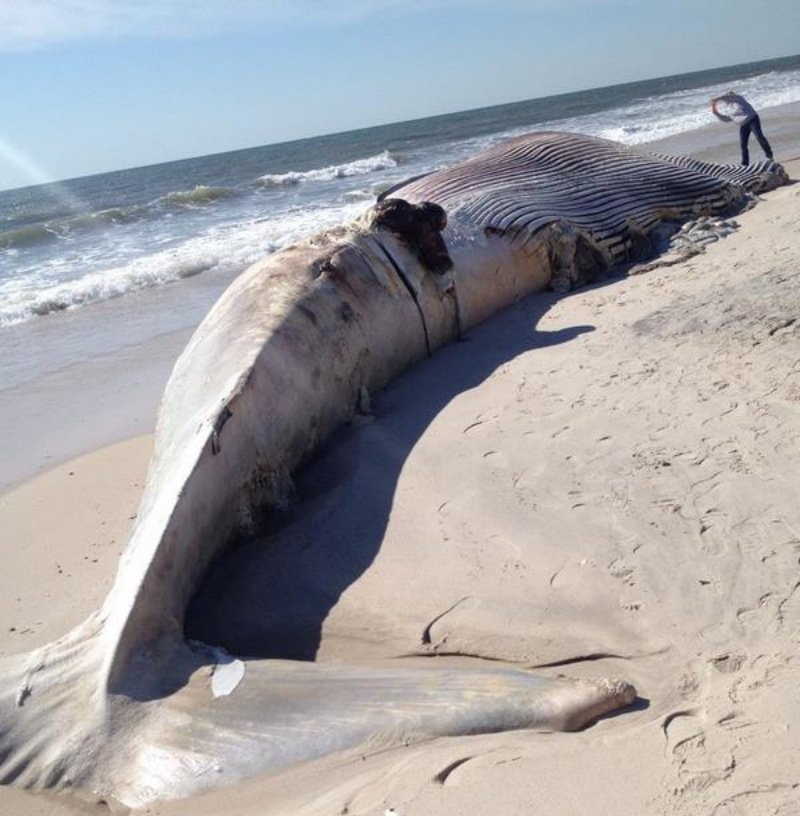 Ca voi lung xam khong lo troi dat bo bien My hinh anh