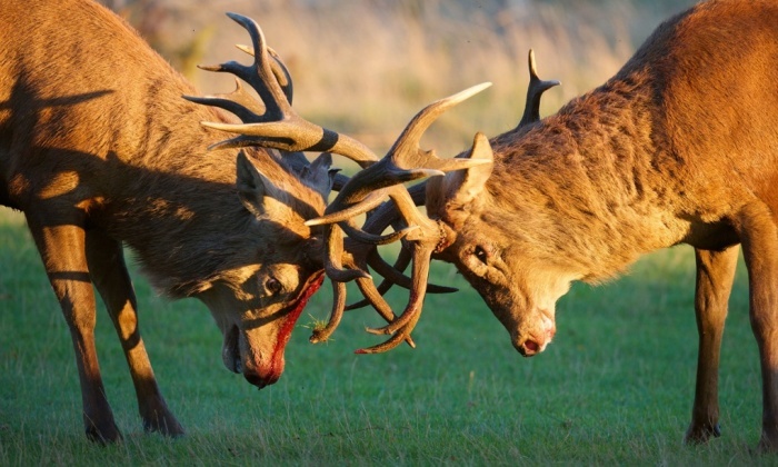 Màn đấu sừng ác liệt dài 5 phút giữa hai chú hươu tại công viên Bushy, London, Anh. Ảnh: REX 