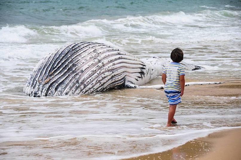 Một cậu bé đi ngang qua xác cá voi trôi dạt tại một bãi biển ở Brazil. Ảnh: Bracroft Media 
