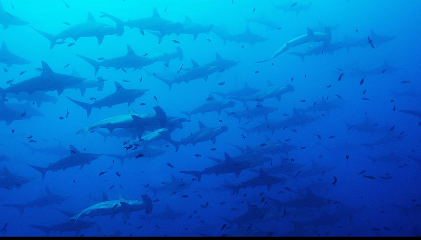 Thợ lặn Montgomery Gilchrist, 38 tuổi, ghi lại khoảnh khắc hàng trăm cá mập đầu búa đang bơi ở quần đảo Galapagos, Thái Bình Dương. Ảnh: Montgomery Gilchrist 