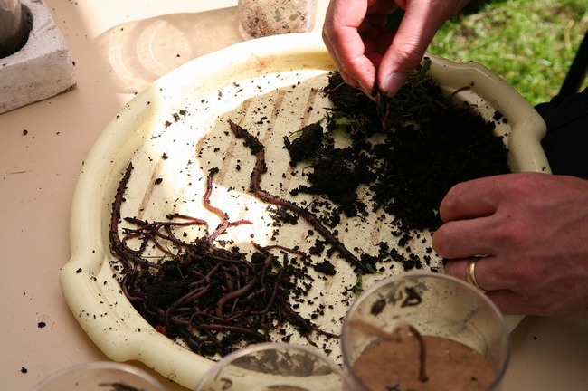 Thi bắt sâu toàn cầu: Ban tổ chức sẽ giao một khoảng đất trống cho người chơi để họ tìm kiếm những con sâu trong thời gian quy định.  Cuộc thi khởi động từ năm 1980 và thường diễn ra tại Anh. Kỷ lục về người bắt nhiều sâu nhất thuộc về một bé gái 10 tuổi với thành tích 567 con.  