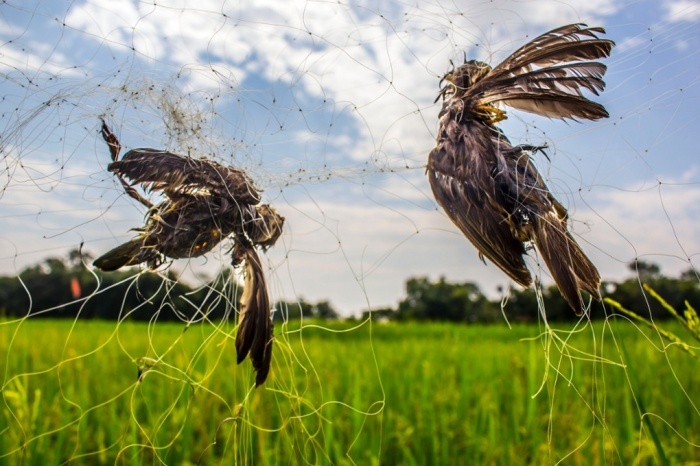 Hai con chim mắc bẫy do người dân ở một tỉnh thuộc bang Assam của Ấn Độ, giăng. Người dân nơi này vẫn kiếm sống bằng cách áp dụng phương pháp bẫy chim truyền thống bất chấp lệnh cấm của chính quyền. Ảnh: Barcroft India 