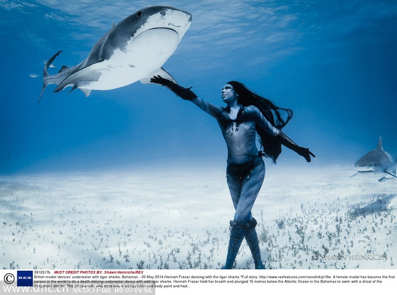 Người mẫu ảnh Hannah Fraser, 38 tuổi, trở thành người đầu tiên trên thế giới khiêu vũ giữa bầy cá mập ở độ sâu 15 m dưới đáy Đại Tây Dương. 