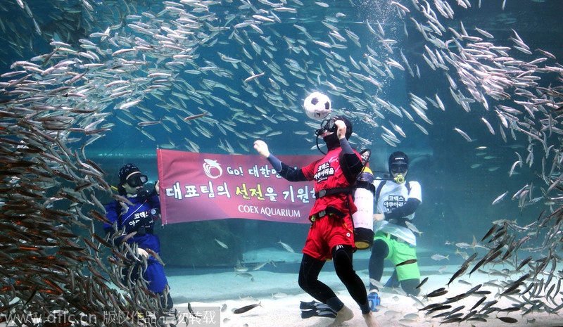 Một thợ lặn trình diễn những đường tâng bóng đẹp mắt xung quanh  hàng trăm con cá mòi tại một bể cá tại thủy cung ở Seoul ngày 9/6/2014. 