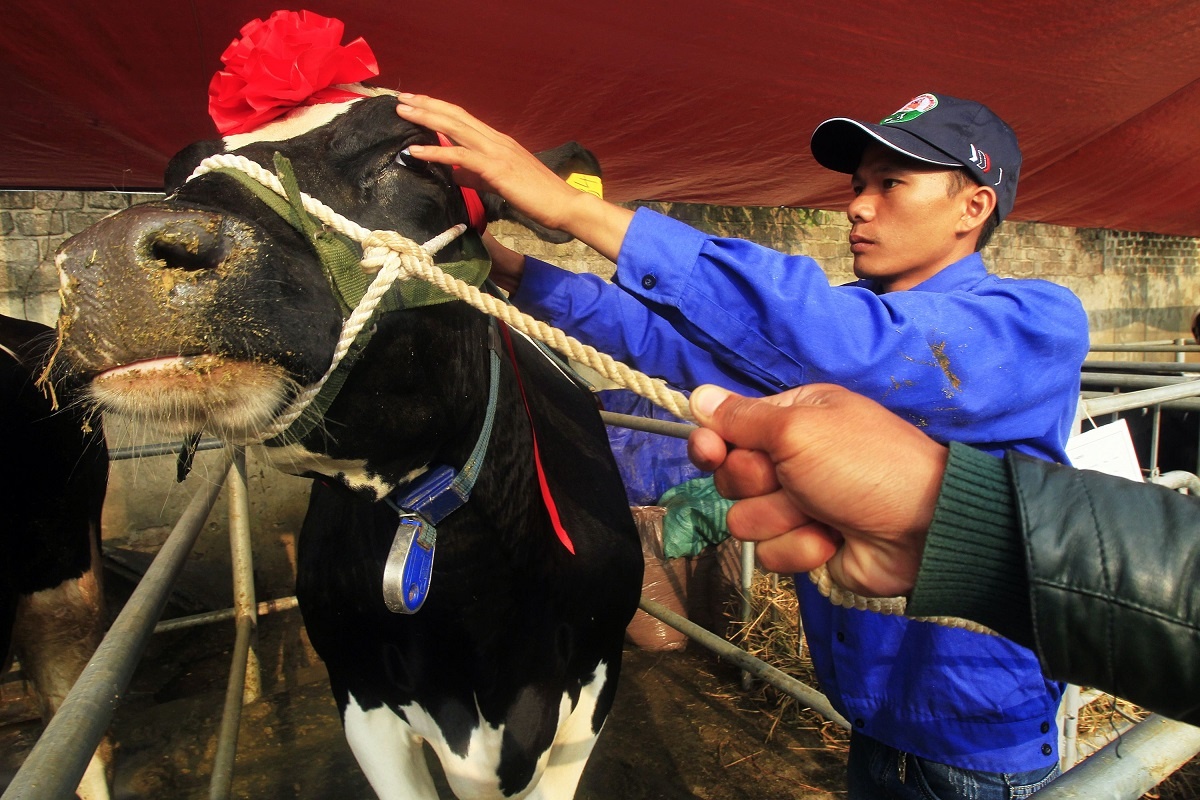 Cuoc thi 'Hoa hau bo sua' o Moc Chau len bao Anh hinh anh