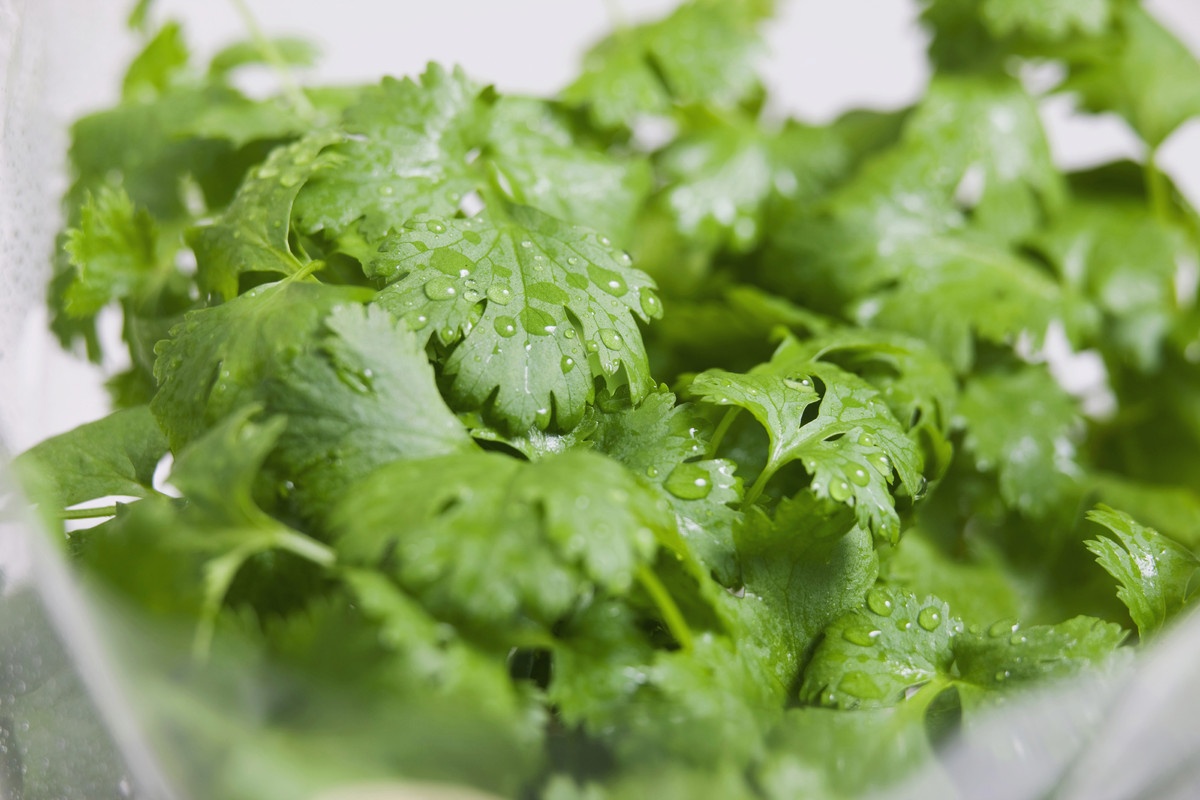 Rau ngò với mùi đặc trưng và là loại rau thơm phổ biến nhất trong ẩm thực Việt Nam. Người ta dùng rau ngò để trang trí các đĩa salad trộn hoặc ăn kèm với súp, các món cá hoặc chả giò.