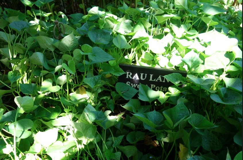 Rau lang được sử dụng nhiều trong ẩm thực Việt Nam, với dây leo và phần lá có thể chế biến các món canh.