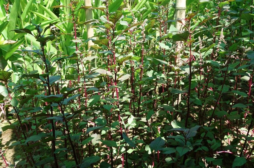 Rau dền có loại lá xanh hoặc đỏ tía, có thể chế biến thành món ăn theo cách xào hoặc luộc và dùng với nước chấm.