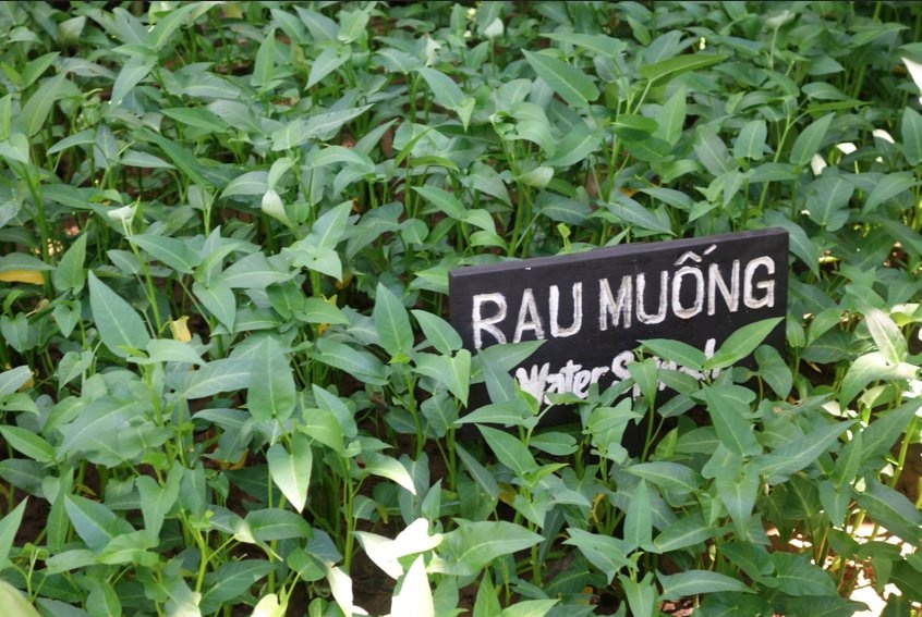 Rau muống là loại rau rất phổ biến ở Việt Nam, có thể ăn cả thân và lá. Rau muống có thể luộc và dùng với nước chấm, nấu canh, nhưng món phổ biến là rau muống xào tỏi, có thể thêm chút ớt để có vị cay.