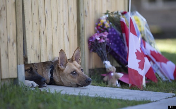 Cho cua binh si Canada thiet mang van ngong chu nhan hinh anh