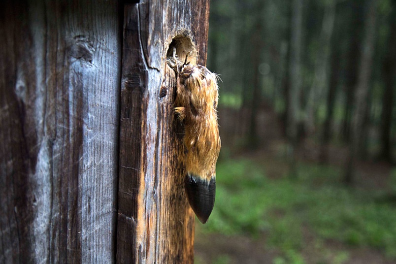 Người dân Triều Tiên xem núi Paeku là cái nôi của phong trào cách mạng. Bên cạnh vẻ đẹp thiên nhiên, nhiều hướng dẫn viên ăn vận trang phục như thời cuộc chiến chống đế quốc Nhật Bản. Trong ảnh là cánh cửa của ngôi nhà mà người Triều Tiên tin rằng chủ tịch Kim Jong Il đã chào đời tại núi Paeku.