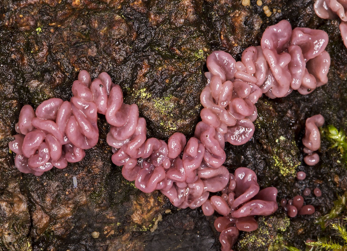 Loai nam co hinh dang giong ruot non hinh anh