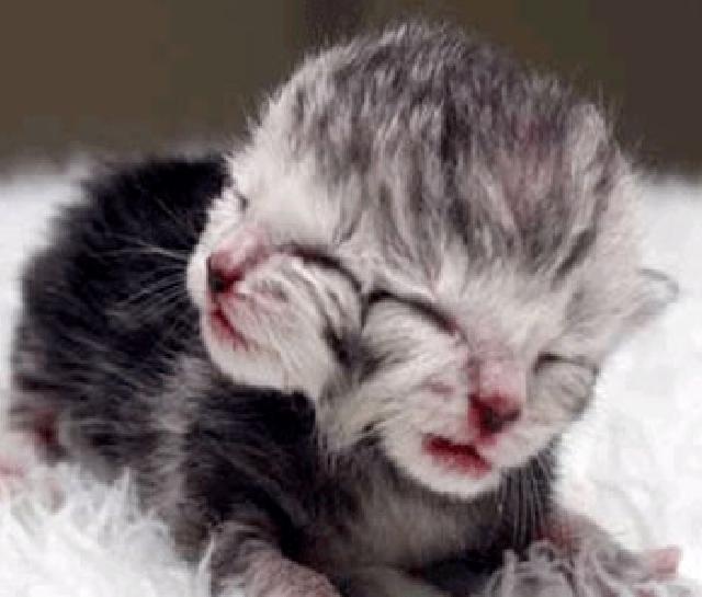 25 con vat dot bien co hinh thu ky quai (ky 2) hinh anh