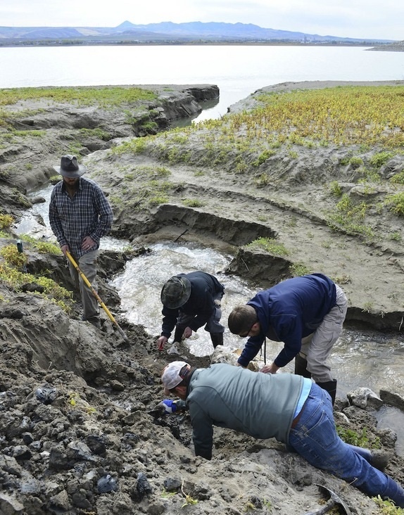 Trong quá trình khảo sát hồ chứa nước tại bang Idaho, Mỹ, một tình nguyện viên của Cục Khai hoang đã phát hiện những mẩu xương ma mút có niên đại 70.000 năm.