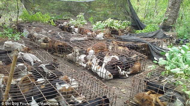 Chuồng nuôi nhốt chó tại một địa điểm ở cánh rừng miền bắc Thái Lan. Cảnh sát Thái Lan và các nhà hoạt động đã ngăn chặn một nhóm người cố gắng vận chuyển số chuồng chó này qua sông Mekong, đi từ Thái Lan, để buôn lậu sang Việt Nam.