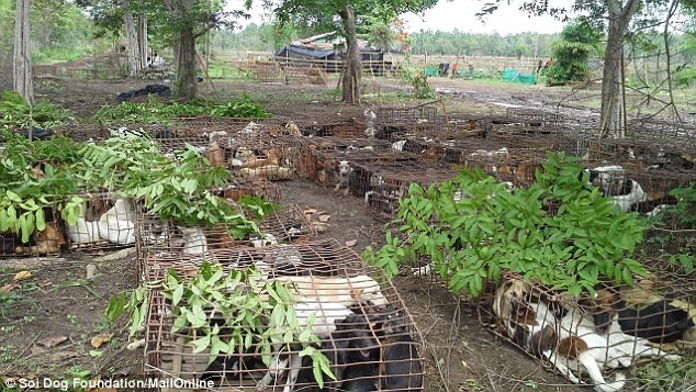Tất cả những con chó đều là chó bắt trộm từ chủ nuôi. Cảnh sát Thái Lan đã giải cứu những con chó này, trước khi chúng bị giết, lột da để bán sang các nước tiêu thụ thịt chó.