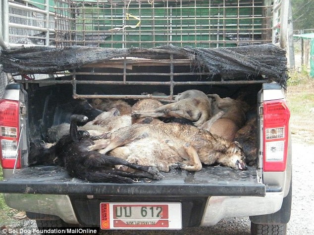 Những tên buôn lậu thay đổi chiến thuật để qua mặt lực lượng an ninh bằng cách giết chó trước khi vượt biên để tránh gây ồn ào, giảm thiểu khả năng đội biên phòng sẽ phát hiện chuyến hàng.