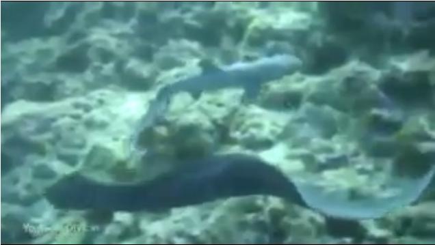 Cuối cùng cá mập bật khỏi miệng lươn thành công. Cuộc vật lộn gay cấn kéo dài gần 3 phút.