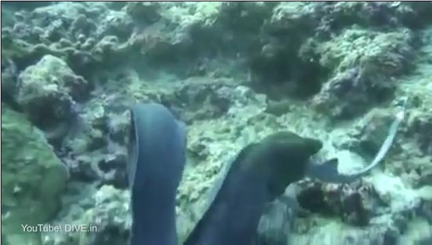 Tuy nhiên, mọi chuyện không diễn ra theo tính toán của lươn. 