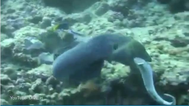 Ca map con vay vung trong mieng luon khong lo hinh anh