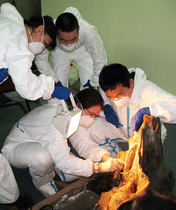 Theo nhóm nghiên cứu, xác ướp của con bò gồm  bộ não cùng các cơ quan nội tạng. Tuy nhiên, một số bộ phận của con vật đã bị thu hẹp đáng kể theo thời gian.