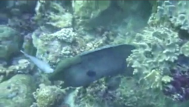 2/3 cơ thể con mồi dần nằm gọn trong miệng lươn. 