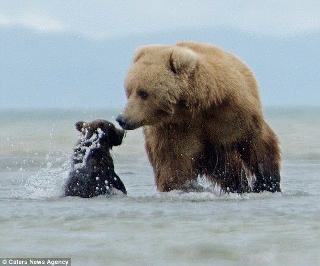 Gấu mẹ tỏ ra giận dữ vì gấu con vô tình đã phá hỏng cuộc đi săn.