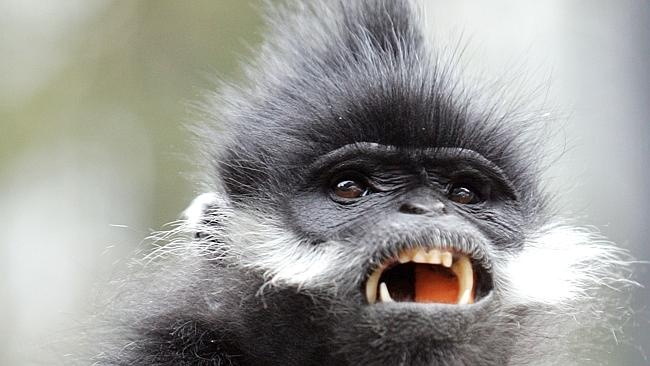 Khi du gieo rac noi kinh hoang tai An Do hinh anh