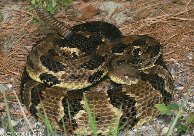 Rắn đuôi chuông là một trong những loài rắn rất độc. Ảnh: Out360