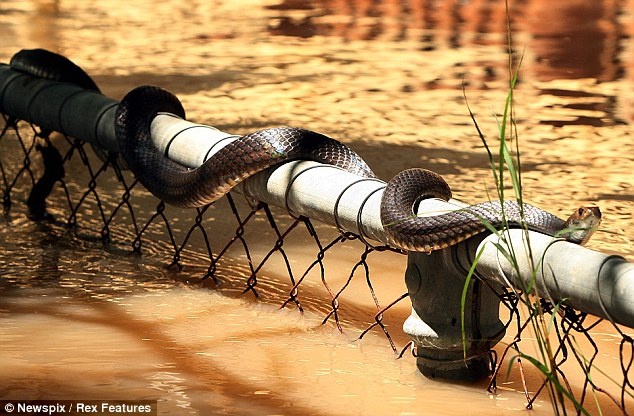 Rắn bò trên hàng trào trong mùa lũ ở bang Queensland. Ảnh: