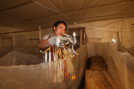 Ông Cai Young bên số rắn hổ mang xổng chuồng đã bị bắt lại. Ảnh: CriEnglish