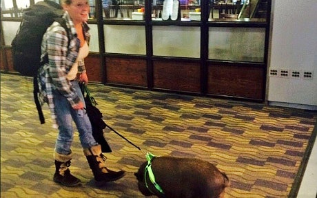 Nu hanh khach va lon cung bi duoi khoi may bay hinh anh