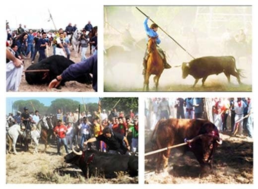 Những hình ảnh trong lễ hội Toro de La Vega ở Tây Ban Nha.