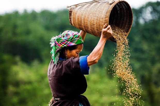 Một phụ nữ Hmong làm việc trong mùa thu hoạch lúa ở Mù Cang Chải. Ảnh: GEO.fr