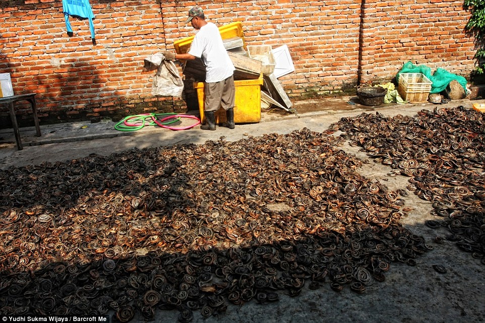 Xác rắn phơi khô sau khi đã lột da.