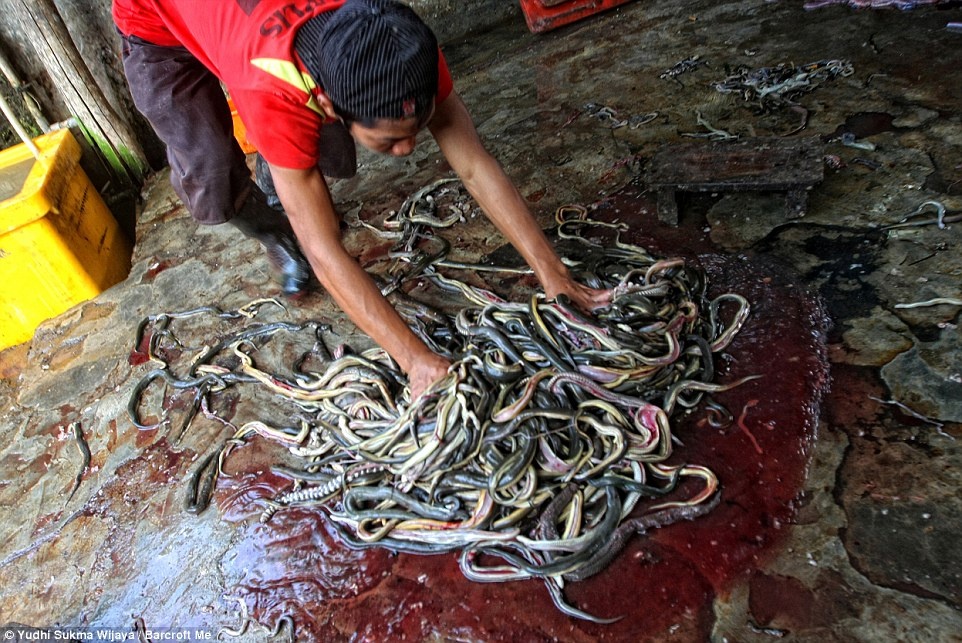 Một công nhân thu gom số rắn vừa mới giết để chuẩn bị lột da.