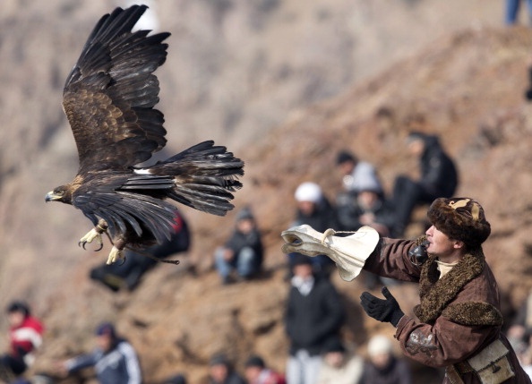 Khi phát hiện một con cáo, các thợ săn cưỡi ngựa chạy xung quanh để bao vây con mồi. Sau đó, họ thả đại bàng để nó tấn công trực tiếp con mồi. Nếu những đòn đầu tiên chưa đủ hạ gục con cáo, các thợ săn mới tiếp tục thả đại bàng thứ hai.