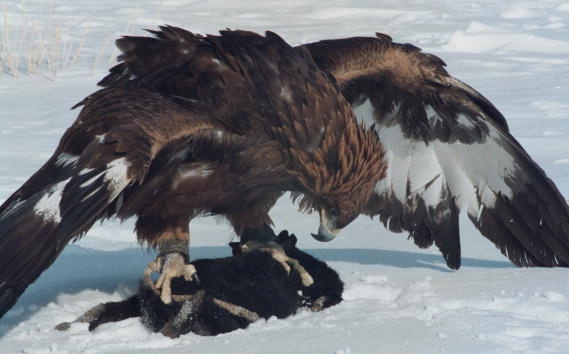 Đại bàng vàng là một trong những giống chim săn mồi lớn nhất thế giới, có thể tấn công con mồi lớn như chó sói, tốc độ bay khoảng 200km/giờ. Móng vuốt chắc khỏe và chiếc mỏ sắt nhọn chính là vũ khí lợi hại của đại bàng.